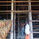 Workers shift tobacco leaves inside a drying barn.
